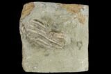Fossil Crinoid (Macrocrinus) Crown - Indiana #114351-1